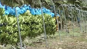 Banány na lanovke