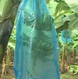 Bananas in plastic bag