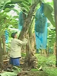 Banana picker